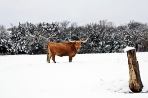 ERCOT says its winter readiness is up to the challenge. Find out what you can expect for summer heat, too!