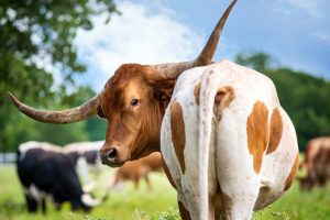Cow masks could capture about half the total amount of methane a cow makes, and make Texas even greener.